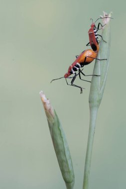 Bir çift süt çocuğu suikast böceği çiftleşiyor. Bu böceğin bilimsel adı Zelus longipes..