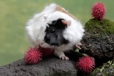 Rambutan meyvesi yiyen yetişkin bir anne kobay. Bu kemirgen memelinin bilimsel adı Cavia Porcellus..