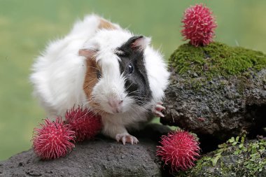 Rambutan meyvesi yiyen yetişkin bir anne kobay. Bu kemirgen memelinin bilimsel adı Cavia Porcellus..