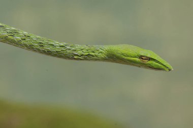 Doğulu bir yılanın kafası parlak yeşildir. Bu egzotik sürüngenin bilimsel adı Ahaetulla prasina..