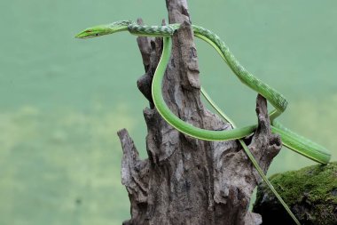 Doğulu bir yılan yılanı yıpranmış bir ağaç gövdesinde avlanır. Bu egzotik sürüngenin bilimsel adı Ahaetulla prasina..