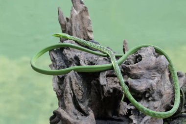 Doğulu bir yılan yılanı yıpranmış bir ağaç gövdesinde avlanır. Bu egzotik sürüngenin bilimsel adı Ahaetulla prasina..