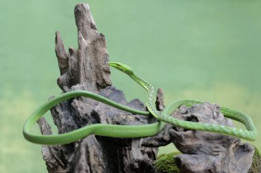 Doğulu bir yılan yılanı yıpranmış bir ağaç gövdesinde avlanır. Bu egzotik sürüngenin bilimsel adı Ahaetulla prasina..