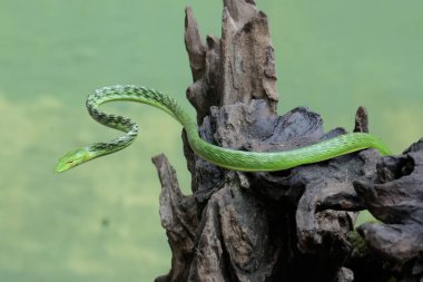 Doğulu bir yılan yılanı yıpranmış bir ağaç gövdesinde avlanır. Bu egzotik sürüngenin bilimsel adı Ahaetulla prasina..