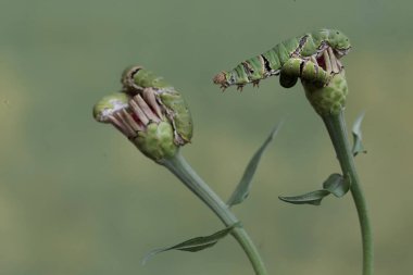 Birçok büyük mormon kelebek tırtılları yabani bitki çiçekleriyle besleniyor. Bu böceğin bilimsel adı Papilio memnon..
