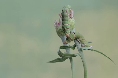 Birçok büyük mormon kelebek tırtılları yabani bitki çiçekleriyle besleniyor. Bu böceğin bilimsel adı Papilio memnon..