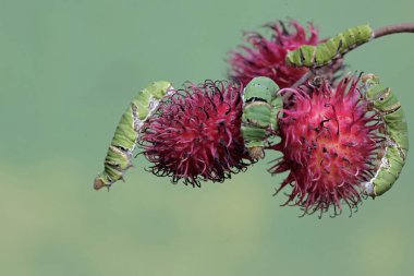 Birkaç büyük mormon kelebek tırtılı Rambutan meyvesi koleksiyonu içinde yiyecek arıyor. Bu böceğin bilimsel adı Papilio memnon..