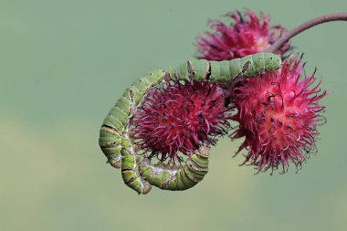 Birkaç büyük mormon kelebek tırtılı Rambutan meyvesi koleksiyonu içinde yiyecek arıyor. Bu böceğin bilimsel adı Papilio memnon..