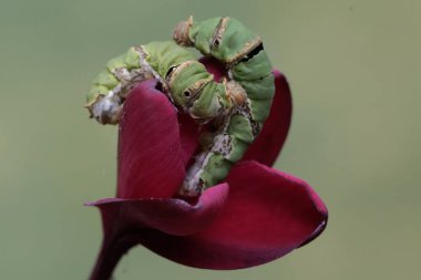 İki büyük mormon kelebeği tırtılı bir frangipani çiçeği yiyorlar. Bu böceğin bilimsel adı Papilio memnon..