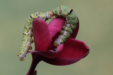 İki büyük mormon kelebeği tırtılı bir frangipani çiçeği yiyorlar. Bu böceğin bilimsel adı Papilio memnon..