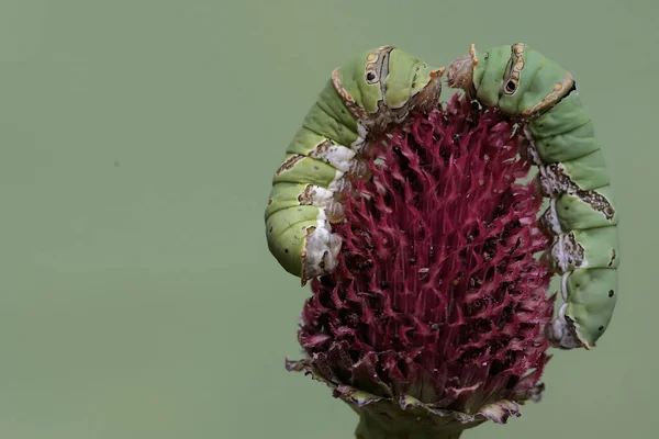 Büyük Mormon Kelebeği Tırtılı Bir Frangipani Çiçeği Yiyorlar Böceğin Bilimsel — Stok fotoğraf