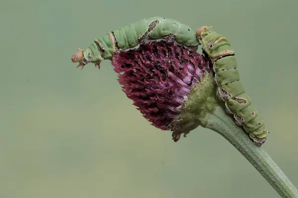 훌륭한 곤충에는 과학적인 Papilio Memnon가 있습니다 — 스톡 사진