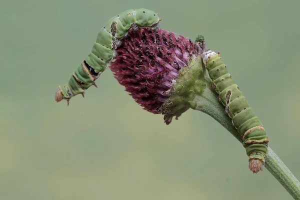 훌륭한 곤충에는 과학적인 Papilio Memnon가 있습니다 — 스톡 사진