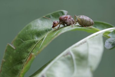 Bir kraliçe dokumacı karınca çalıların arasında dinleniyor. Bu böceğin bilimsel adı Oecophylla Smaragdina.