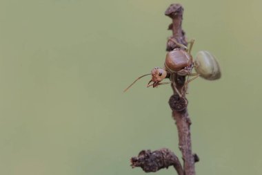 Bir kraliçe dokumacı karınca çalıların arasında dinleniyor. Bu böceğin bilimsel adı Oecophylla Smaragdina.