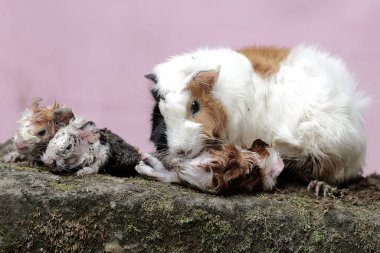 Dişi bir kobay anne yeni doğmuş bebeklerinin vücudunu temizliyor. Bu kemirgen memelinin bilimsel adı Cavia Porcellus..