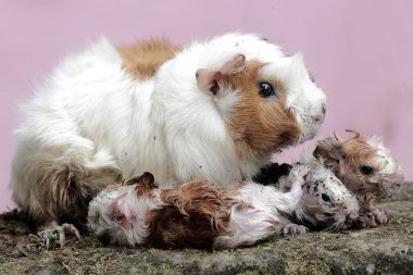Dişi bir kobay anne yeni doğmuş bebeklerinin vücudunu temizliyor. Bu kemirgen memelinin bilimsel adı Cavia Porcellus..