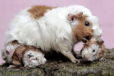 Dişi bir kobay anne yeni doğmuş bebeklerinin vücudunu temizliyor. Bu kemirgen memelinin bilimsel adı Cavia Porcellus..