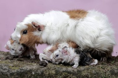 Dişi bir kobay anne yeni doğmuş bebeklerinin vücudunu temizliyor. Bu kemirgen memelinin bilimsel adı Cavia Porcellus..