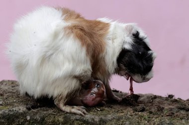 Dişi bir kobay anne büyük bir mücadele ile yavrularını doğuruyor. Bu kemirgen memelinin bilimsel adı Cavia Porcellus..