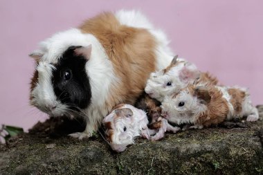 Dişi bir kobay anne yeni doğmuş bebeklerinin vücudunu temizliyor. Bu kemirgen memelinin bilimsel adı Cavia Porcellus..