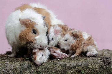 Dişi bir kobay anne yeni doğmuş bebeklerinin vücudunu temizliyor. Bu kemirgen memelinin bilimsel adı Cavia Porcellus..