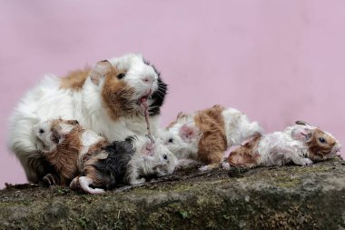 Dişi bir kobay anne yeni doğmuş bebeklerinin vücudunu temizliyor. Bu kemirgen memelinin bilimsel adı Cavia Porcellus..