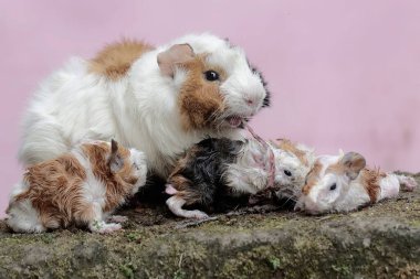 Dişi bir kobay anne yeni doğmuş bebeklerinin vücudunu temizliyor. Bu kemirgen memelinin bilimsel adı Cavia Porcellus..
