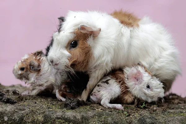 Dişi bir kobay anne yeni doğmuş bebeklerinin vücudunu temizliyor. Bu kemirgen memelinin bilimsel adı Cavia Porcellus..