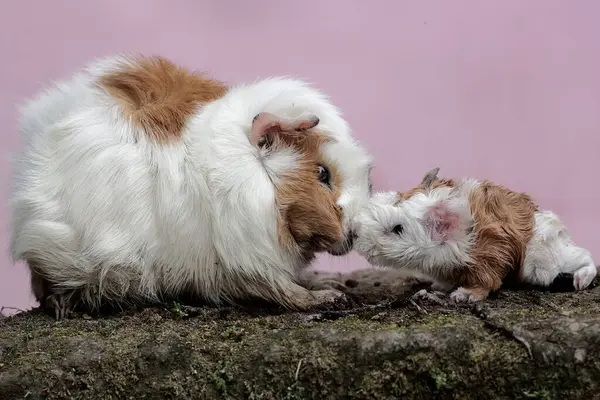 Dişi bir kobay anne yeni doğmuş bebeklerinin vücudunu temizliyor. Bu kemirgen memelinin bilimsel adı Cavia Porcellus..