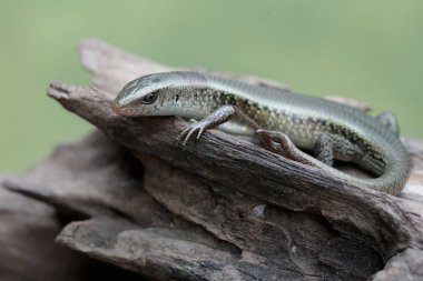 Çatallı kuyruklu genç bir güneş lekesi kuru bir ağaç gövdesinde güneşleniyor. Bu sürüngenin bilimsel adı Mabouya multifasciata..