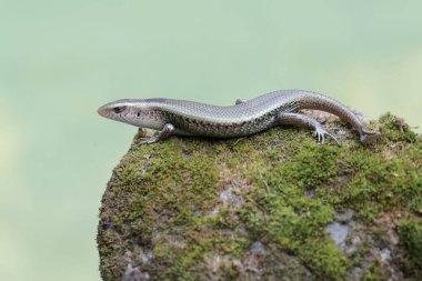 Çatallı kuyruklu genç bir güneş lekesi yosun kaplı bir zeminde av arıyor. Bu sürüngenin bilimsel adı Mabouya multifasciata..