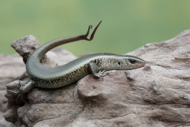 Çatallı kuyruklu genç bir güneş lekesi kuru bir ağaç gövdesinde güneşleniyor. Bu sürüngenin bilimsel adı Mabouya multifasciata..