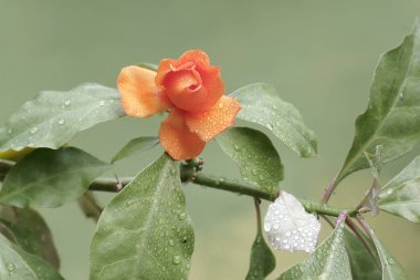 Balmumu gül çiçeğinin güzelliği. Sabahları çiçek açıyor. Bu turuncu çiçekli bitkinin bilimsel adı Pereskia bleo.