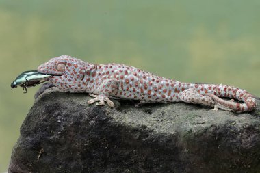 Bir tokay gecko, bir böcek böceğini avlıyor. Bu sürüngenin bilimsel adı Gekko gecko.