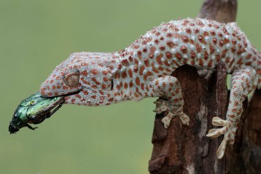 Bir tokay gecko, bir böcek böceğini avlıyor. Bu sürüngenin bilimsel adı Gekko gecko.