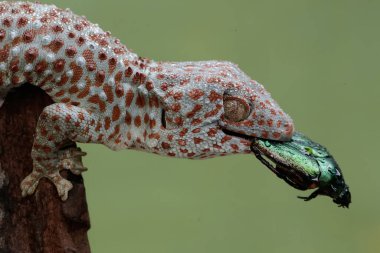 Bir tokay gecko, bir böcek böceğini avlıyor. Bu sürüngenin bilimsel adı Gekko gecko.