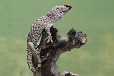 Bir tokay gecko kurbağa bacağı böceğini avlamaya hazır. Bu sürüngenin bilimsel adı Gekko gecko.