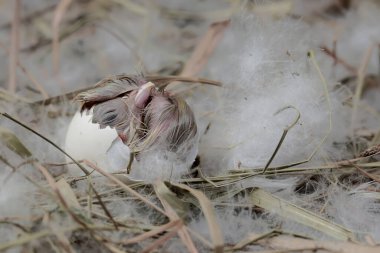 Yavru yumurtlamaya hazır. Büyük duruşu ve vücut ağırlığı olan bu tavuğun bilimsel adı Gallus Gallus domesticus..