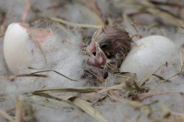 Yavru yumurtlamaya hazır. Büyük duruşu ve vücut ağırlığı olan bu tavuğun bilimsel adı Gallus Gallus domesticus..