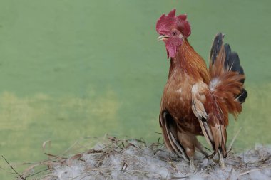 Bir horoz yumurtlaması için eşini çağırmak üzere yuvada öter. Eti için yetiştirilen hayvanların bilimsel adı Gallus gallus domesticus 'tur..