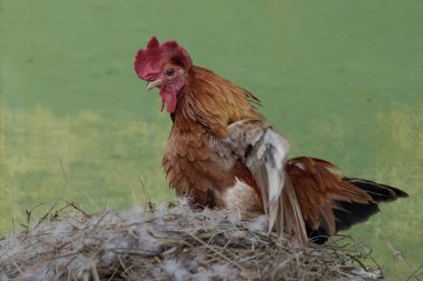 Bir horoz yumurtlaması için eşini çağırmak üzere yuvada öter. Eti için yetiştirilen hayvanların bilimsel adı Gallus gallus domesticus 'tur..