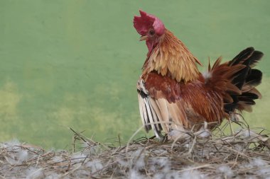 Bir horoz yumurtlaması için eşini çağırmak üzere yuvada öter. Eti için yetiştirilen hayvanların bilimsel adı Gallus gallus domesticus 'tur..