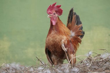 Bir horoz yumurtlaması için eşini çağırmak üzere yuvada öter. Eti için yetiştirilen hayvanların bilimsel adı Gallus gallus domesticus 'tur..