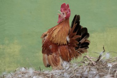 Bir horoz yumurtlaması için eşini çağırmak üzere yuvada öter. Eti için yetiştirilen hayvanların bilimsel adı Gallus gallus domesticus 'tur..