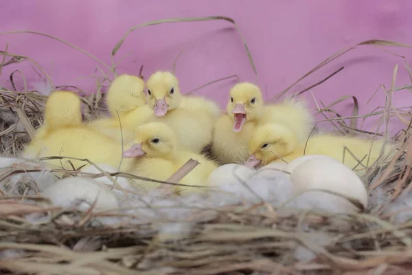 stock image A number of newly hatched baby Muscovy ducks resting in their nest. This duck has the scientific name Cairina moschata.