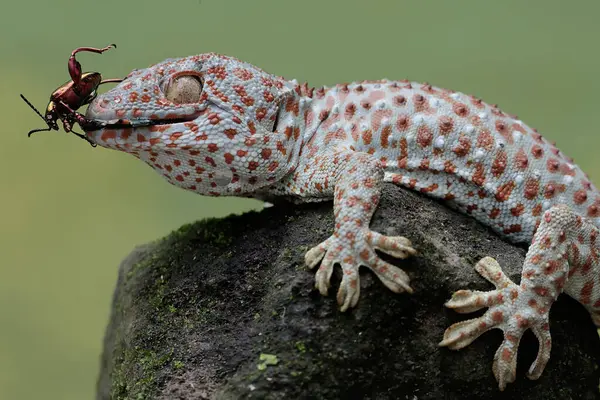 Μια Tokay Gecko Είναι Έτοιμη Κυνηγήσει Ένα Σκαθάρι Ποδιών Βατράχου — Φωτογραφία Αρχείου