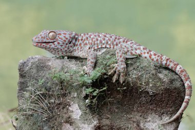 Günlük aktivitelerine başlamadan önce güneşlenen bir gecko. Bu sürüngenin bilimsel adı Gekko gecko.