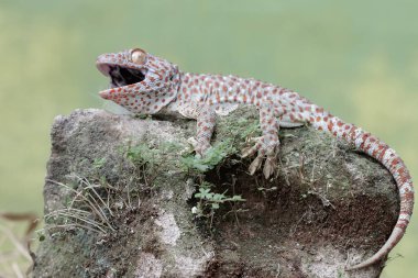 Bir tokay gecko kendi bölgesine yaklaşan diğer hayvanlara saldırmaya hazır. Bu sürüngenin bilimsel adı Gekko gecko.