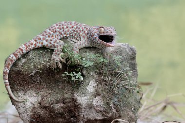 Bir tokay gecko kendi bölgesine yaklaşan diğer hayvanlara saldırmaya hazır. Bu sürüngenin bilimsel adı Gekko gecko.